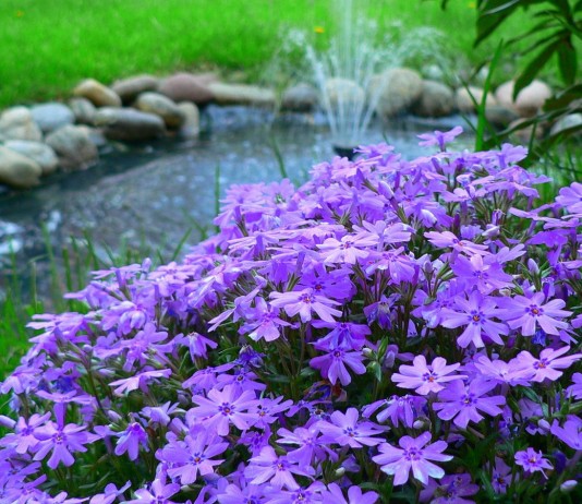 Рыхлодерновые флоксы — «средние» по размерам и срокам цветения