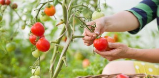 10 самых важных советов по выращиванию томатов