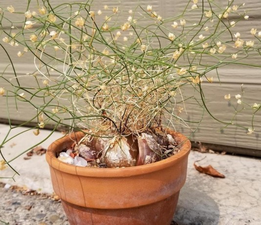 Схизобазис