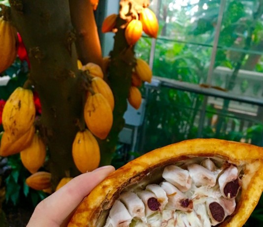 Шоколадное дерево в комнате — особенности выращивания какао - Комнатные растения Шоколадное дерево в комнате — особенности выращивания какао