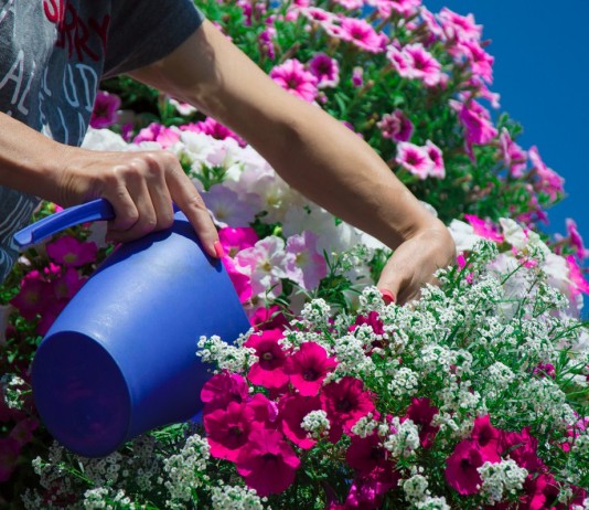 10 секретов пышно цветущего балкона