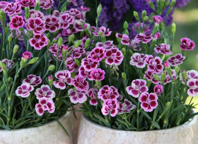 Гвоздика «Шабо» (Dianthus caryophyllus var. Chabaud) 
