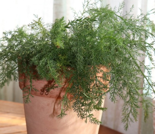 9 лекарственных растений, которые нужно выращивать дома зимой - Редкие и необычные Тысячелистник обыкновенный (Achillea millefolium L.)