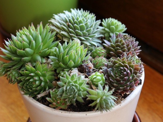 Молодило кровельное (Sempervivum tectorum L.)