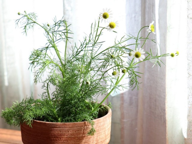 Ромашка аптечная (Chamomilla recutita L., Matricaria recutita L.)