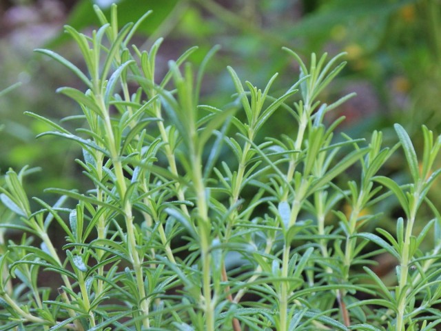 Розмарин лекарственный (Rosmarius officinalis L.)