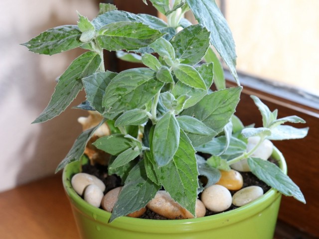 Мята длиннолистная (Mentha longifolia L.)
