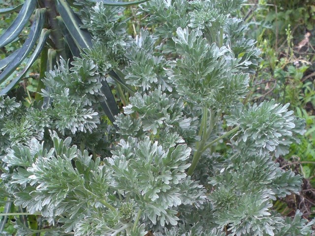 Полынь горькая (Artemisia absinthium L.)