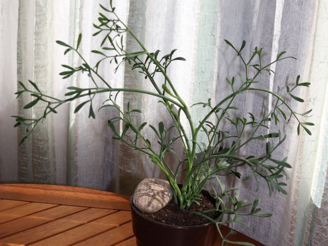 Критмум морской, или Приморский (Crithmum maritimum L.)