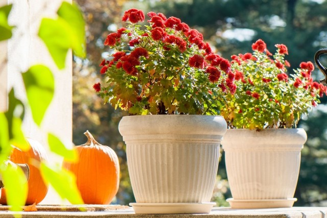 Хризантема корейская (Chrysanthemum × koreanum)