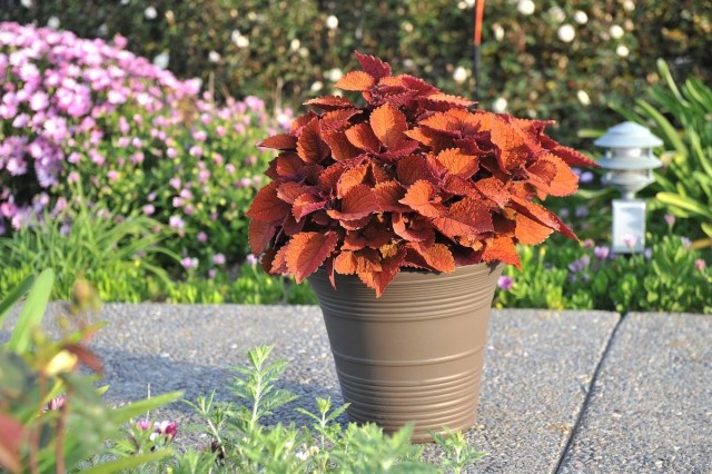 Колеус Блюме (Plectranthus scutellarioides)