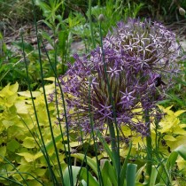 Лук Христофа (Allium cristophii) Лук Христофа (Allium cristophii)