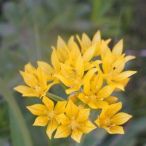 Лук Моли (Allium moly) Лук Моли (Allium moly)