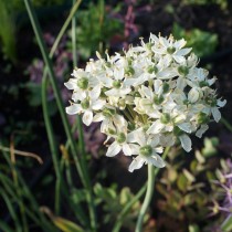 Лук декоративный Черный (Allium nigrum) Лук декоративный Черный (Allium nigrum)