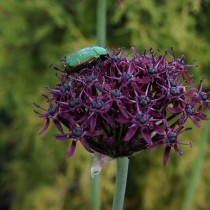 Лук тёмно-пурпурный (Allium atropurpureum) Лук тёмно-пурпурный (Allium atropurpureum)