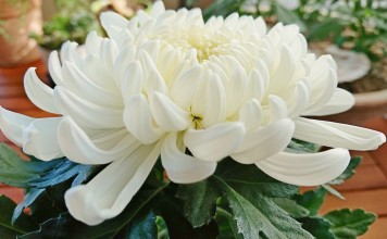 Как сохранить горшечные хризантемы до весны?