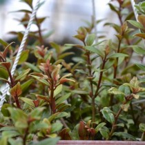 Колумнея ведрарская (Columnea х vedrariensis)