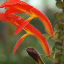 Колумнея мелколистная (Columnea microphylla)