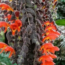 Колумнея мелкочашечковая (Columnea microcalyx)