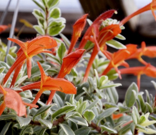 Колумнея — алые цветы и непростой характер - Красивоцветущие Колумнея — алые цветы и непростой характер