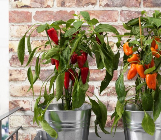 Комнатный сладкий перец