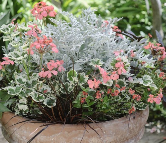 12 летников, которые можно сохранить зимой