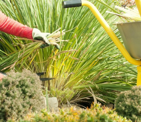 Нужно ли обрезать многолетники на зиму? - Цветы многолетние Нужно ли обрезать многолетники на зиму?