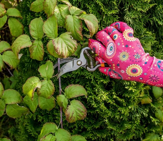 Обрезка малины