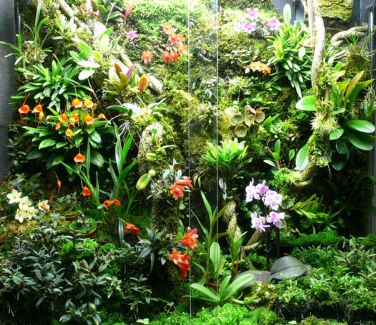 Орхидариум — уютный «дом» для орхидей - Бромелиевые Орхидариум