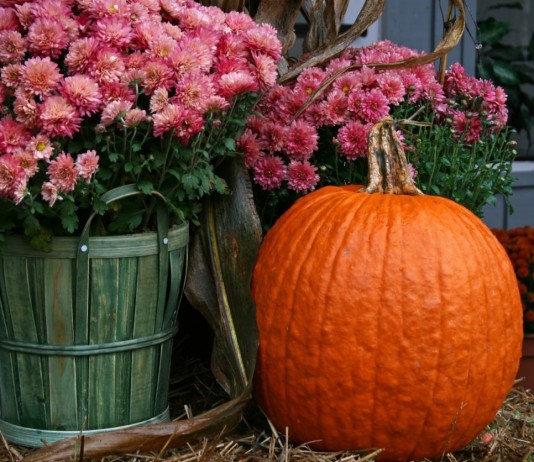Осенние цветы для контейнерного сада