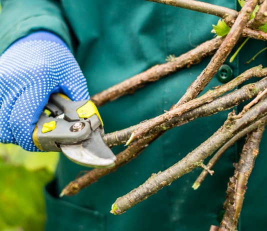 Осенний уход за ягодными кустарниками
