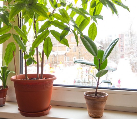 Особенности зимовки комнатных растений