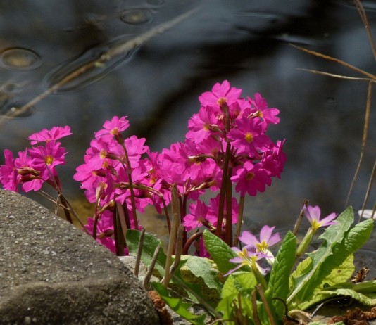 Примула розовая