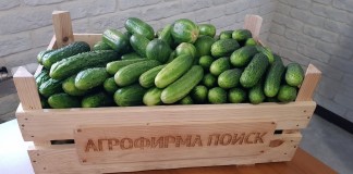 В чем разница между партенокарпическими и пчелоопыляемыми гибридами огурца?