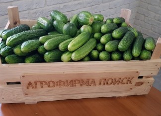 В чем разница между партенокарпическими и пчелоопыляемыми гибридами огурца?