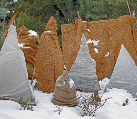 Как правильно укрыть растения на зиму?