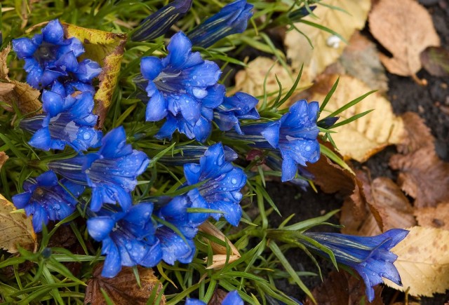 Горечавка китайская украшенная (Gentiana sino-ornata) Горечавка китайская украшенная (Gentiana sino-ornata)