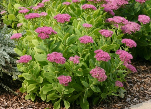 Очитник видный (Hylotelephium spectabile)
