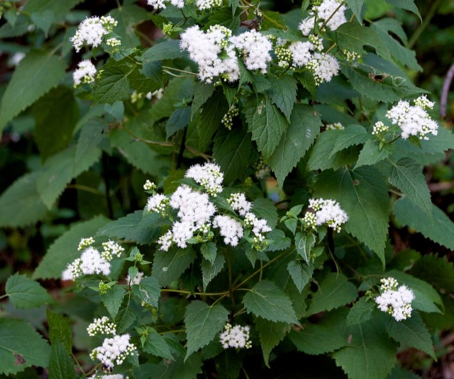 Агератина высочайшая (Ageratina altissima) Агератина высочайшая (Ageratina altissima)