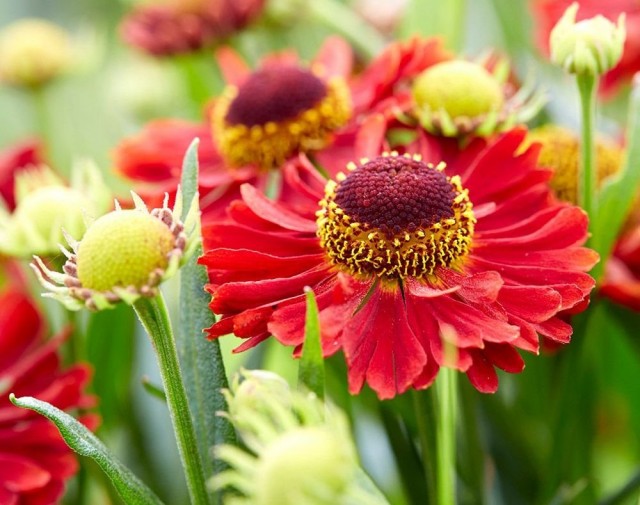 Гелениум осенний (Helenium autumnale) Гелениум осенний (Helenium autumnale)