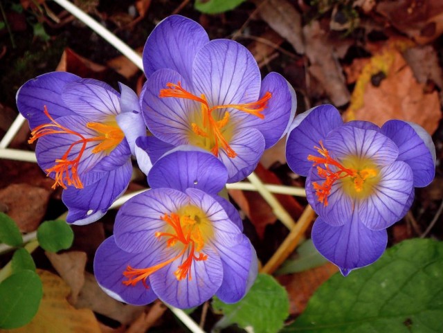 Осенние крокусы (Crocus speciosus, Crocus banaticus) Осенние крокусы (Crocus speciosus, Crocus banaticus)
