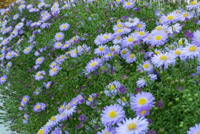 Астра европейская (Aster amellus) Астра европейская (Aster amellus)