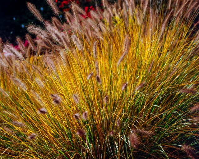 Пеннисетум лисохвостовый (Pennisetum alopecuroides) Пеннисетум лисохвостовый (Pennisetum alopecuroides)