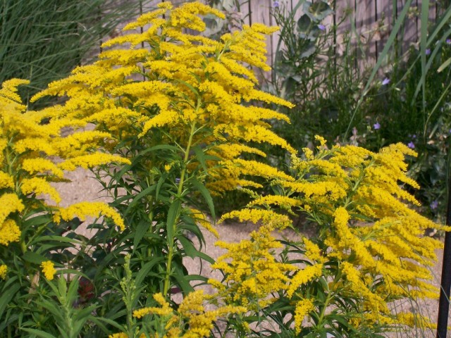 Солидаго (Solidago hybrids) Солидаго (Solidago hybrids)