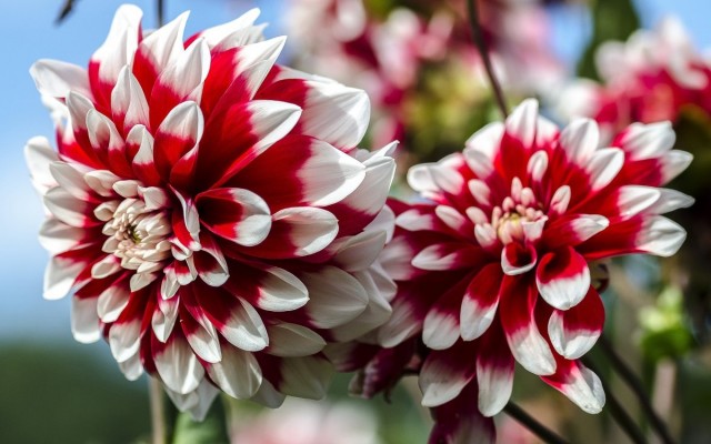 Георгины (Dahlia) Георгины (Dahlia)