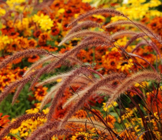 10 самых ярких осенних цветов