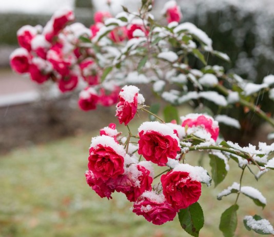 5 простых правил ухода за розами осенью