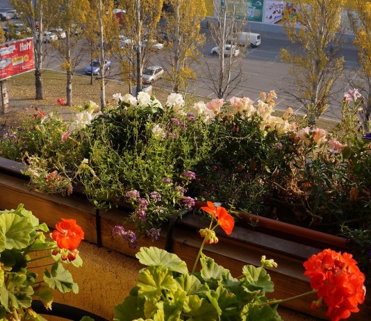 8 летников, цветущих до снега - Цветник и ландшафт 8 летников, цветущих до снега