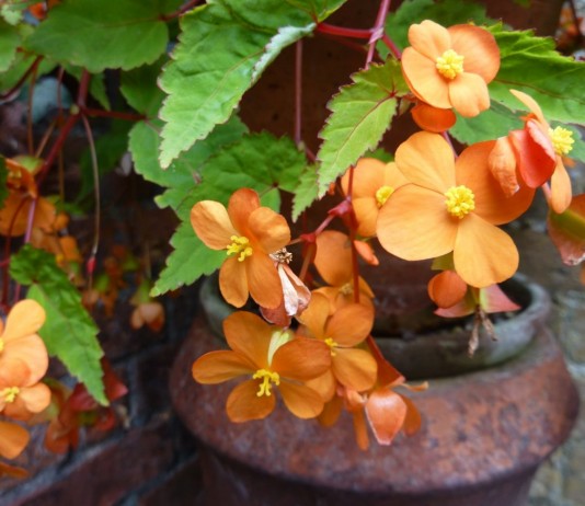 Бегония Сазерленда