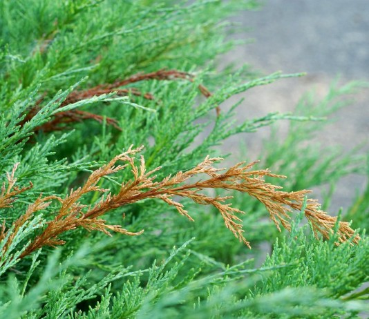 Болезни и вредители хвойных растений — профилактика и меры борьбы